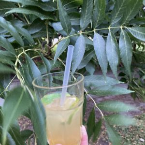 Gin Hass